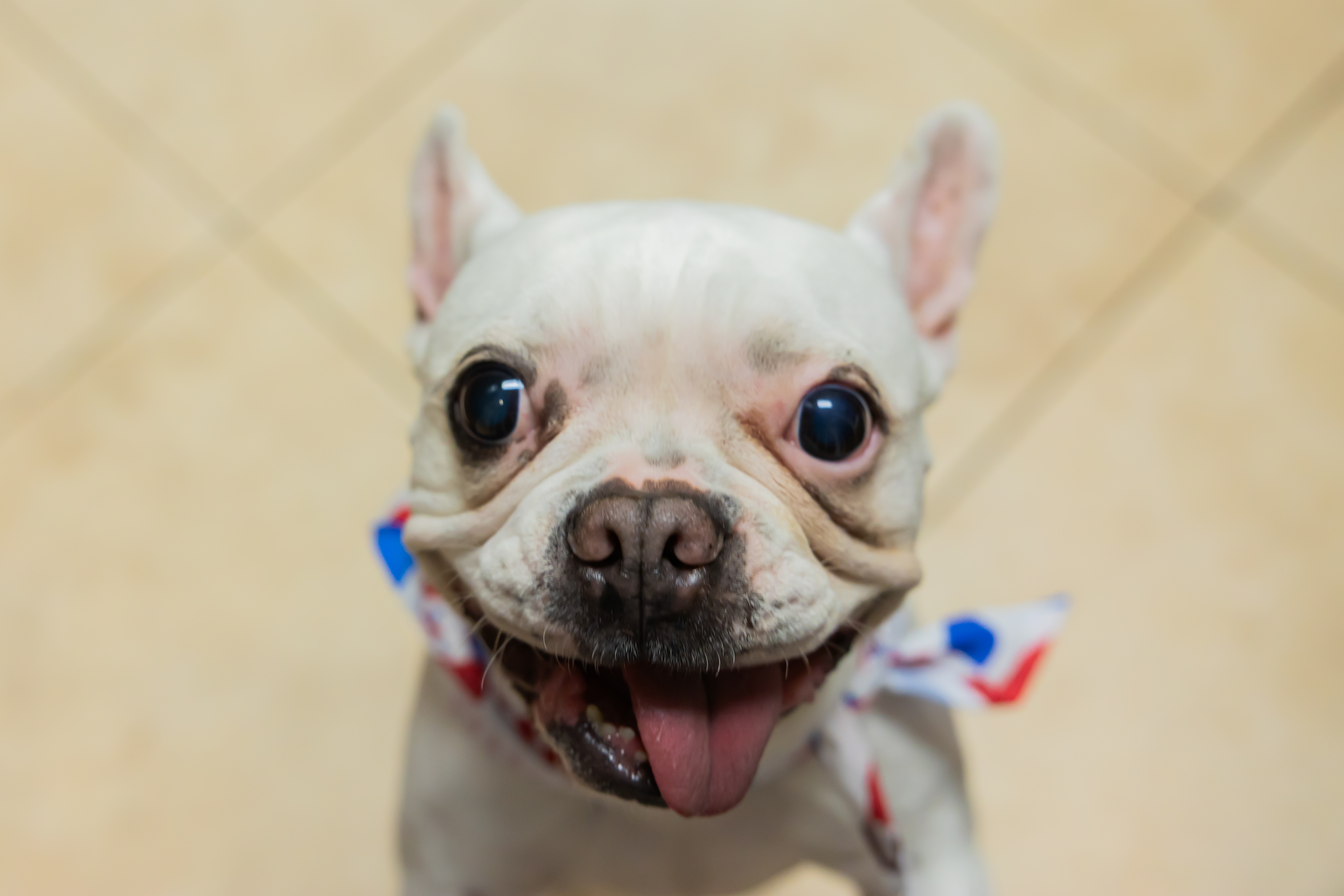 Happy Dog