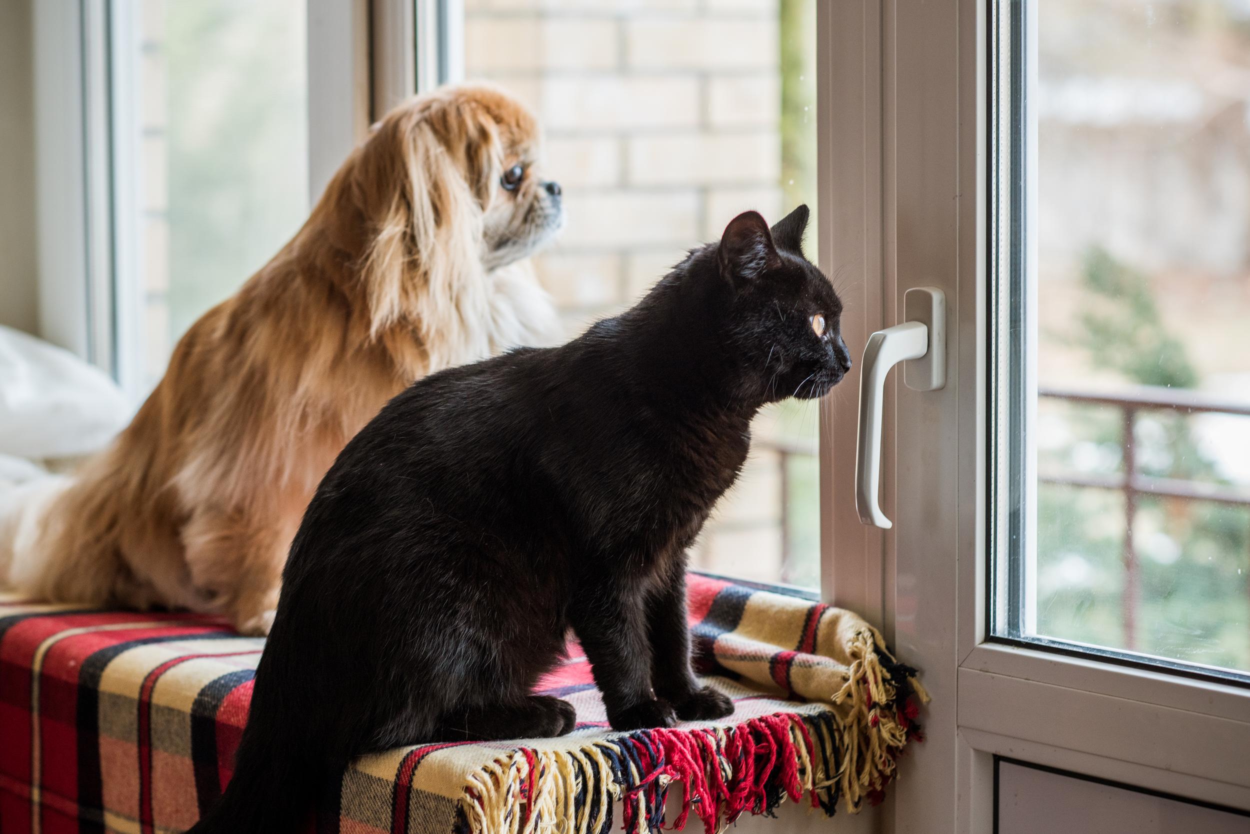Cat and Dog waiting by window looking out