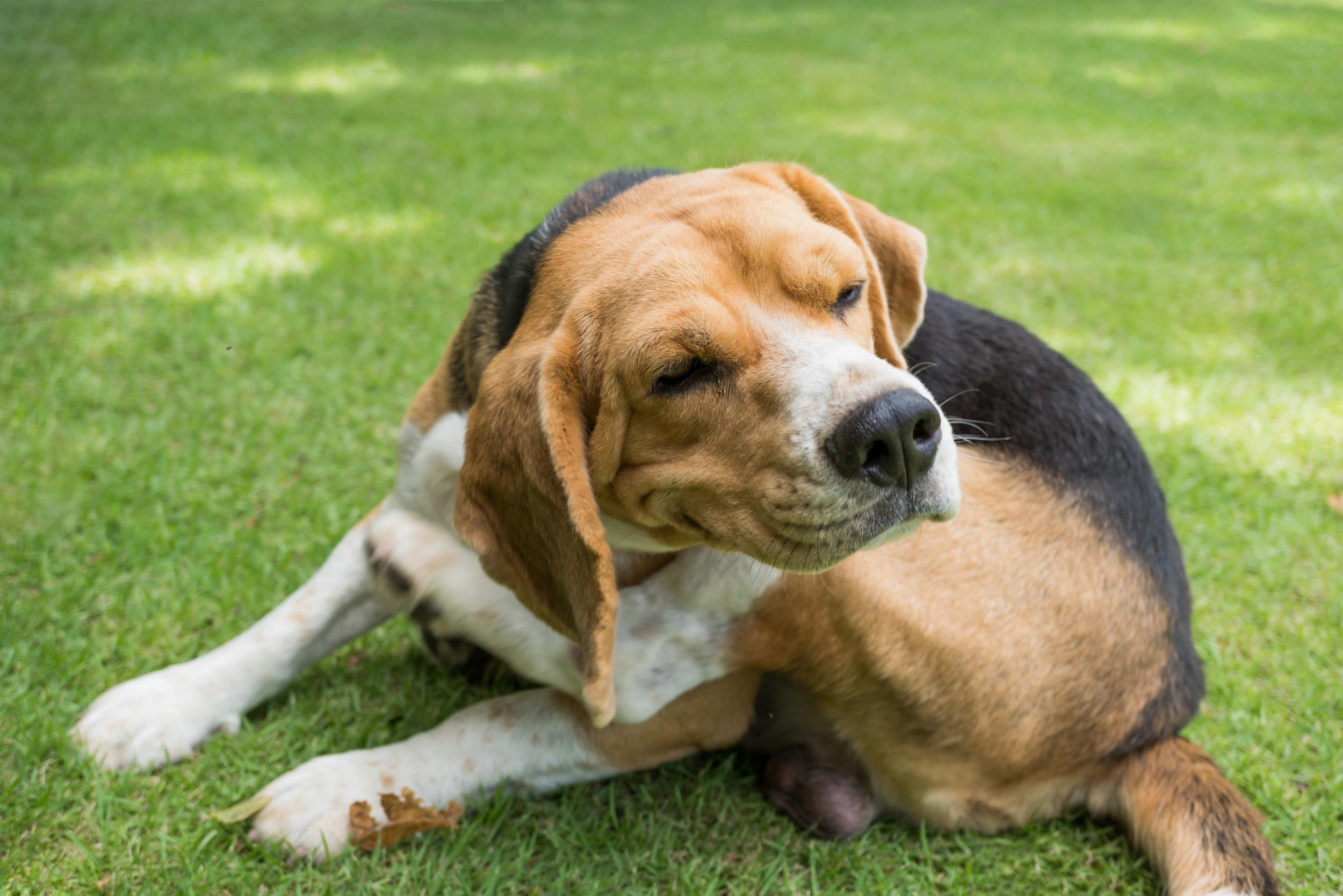 Beagle Dog Scratching in Grass