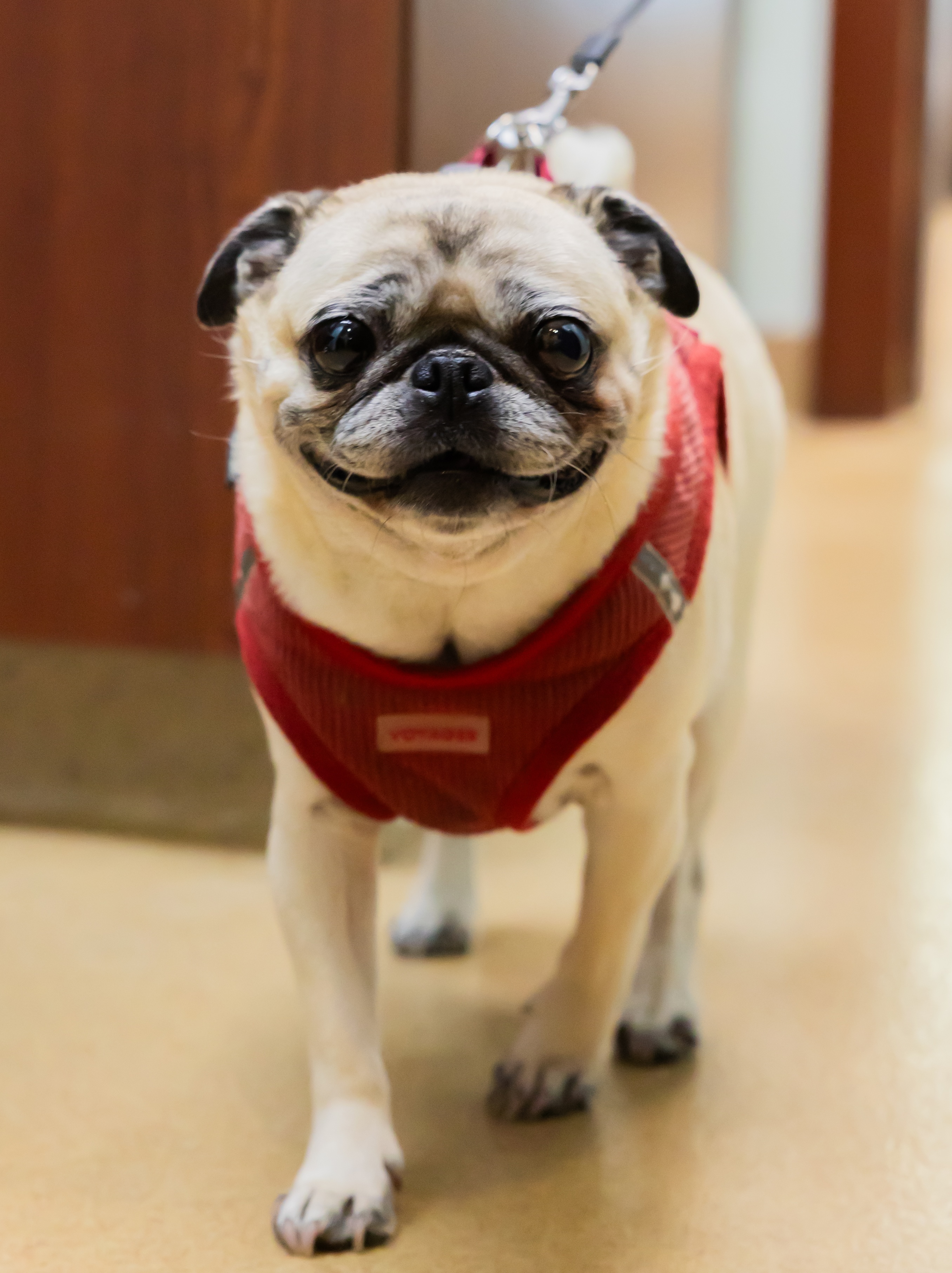Brachycephalic Breeds and Summer Safety in Florida