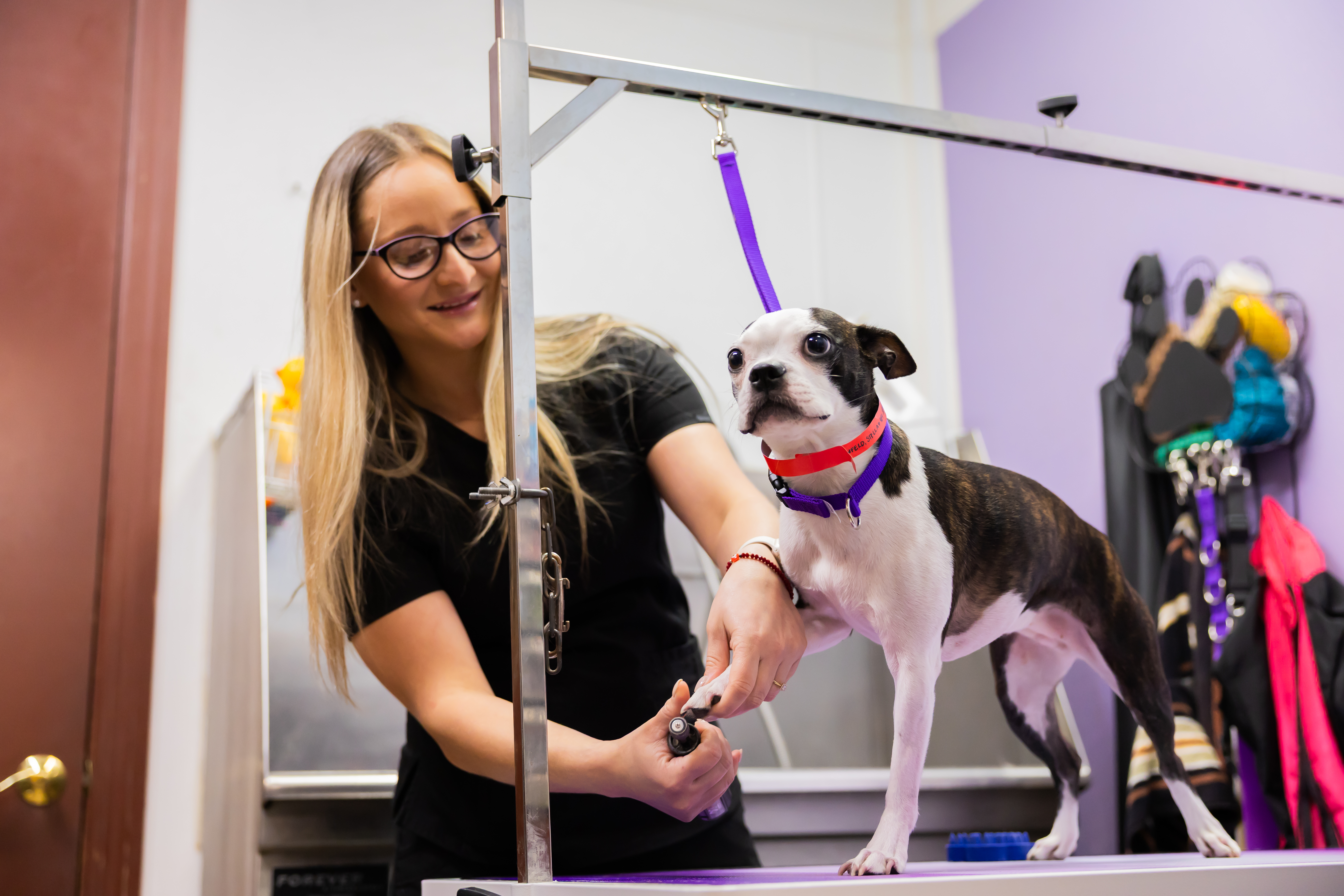 Dog Grooming