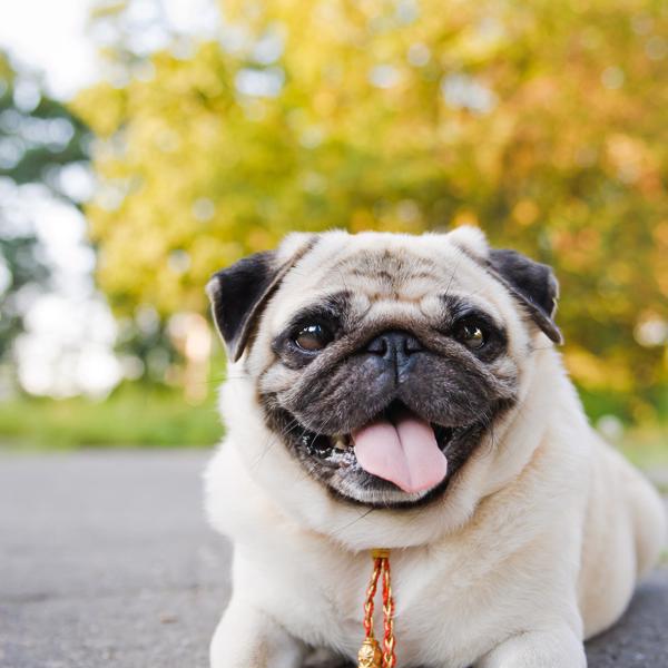 Pug with Tongue Out Laying Outside with Fall Trees