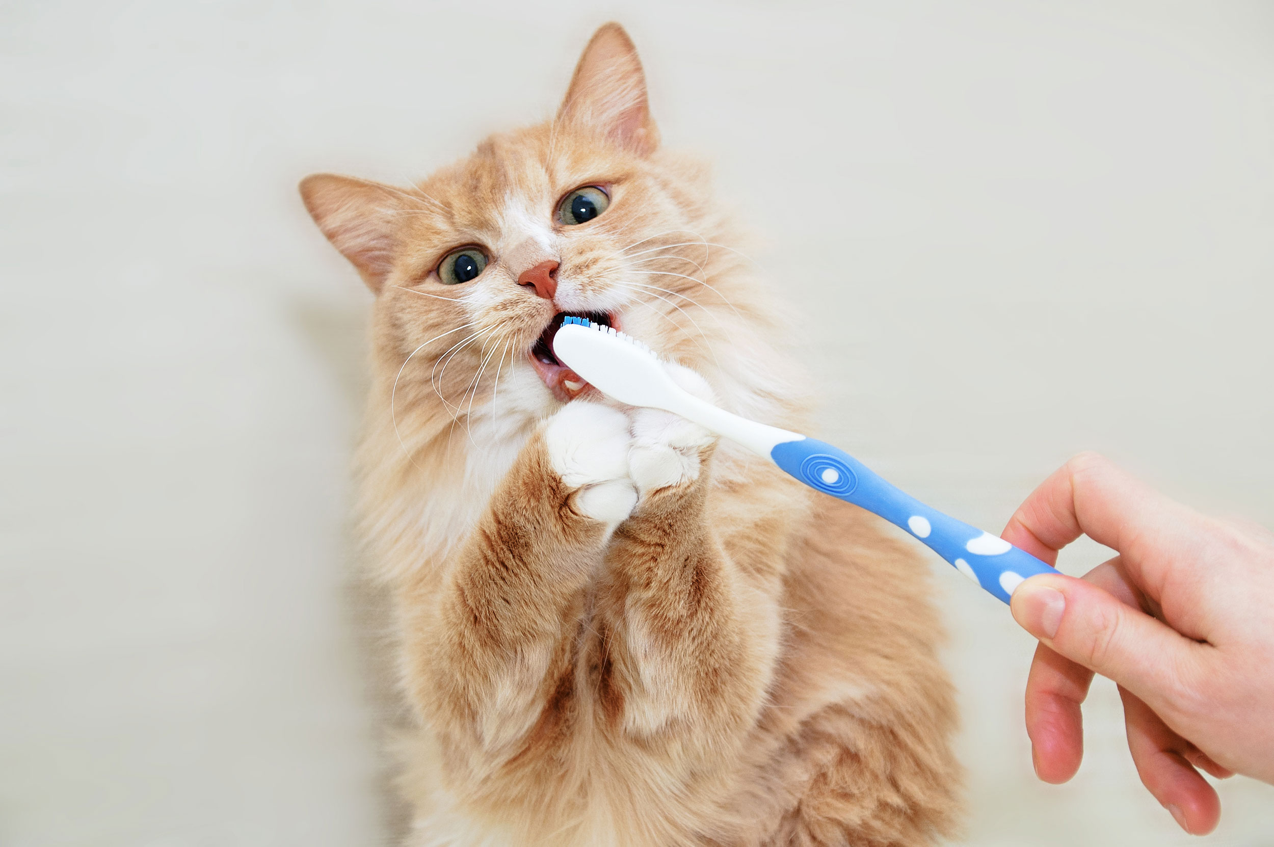 Yellow Cat Getting Teeth Brushed