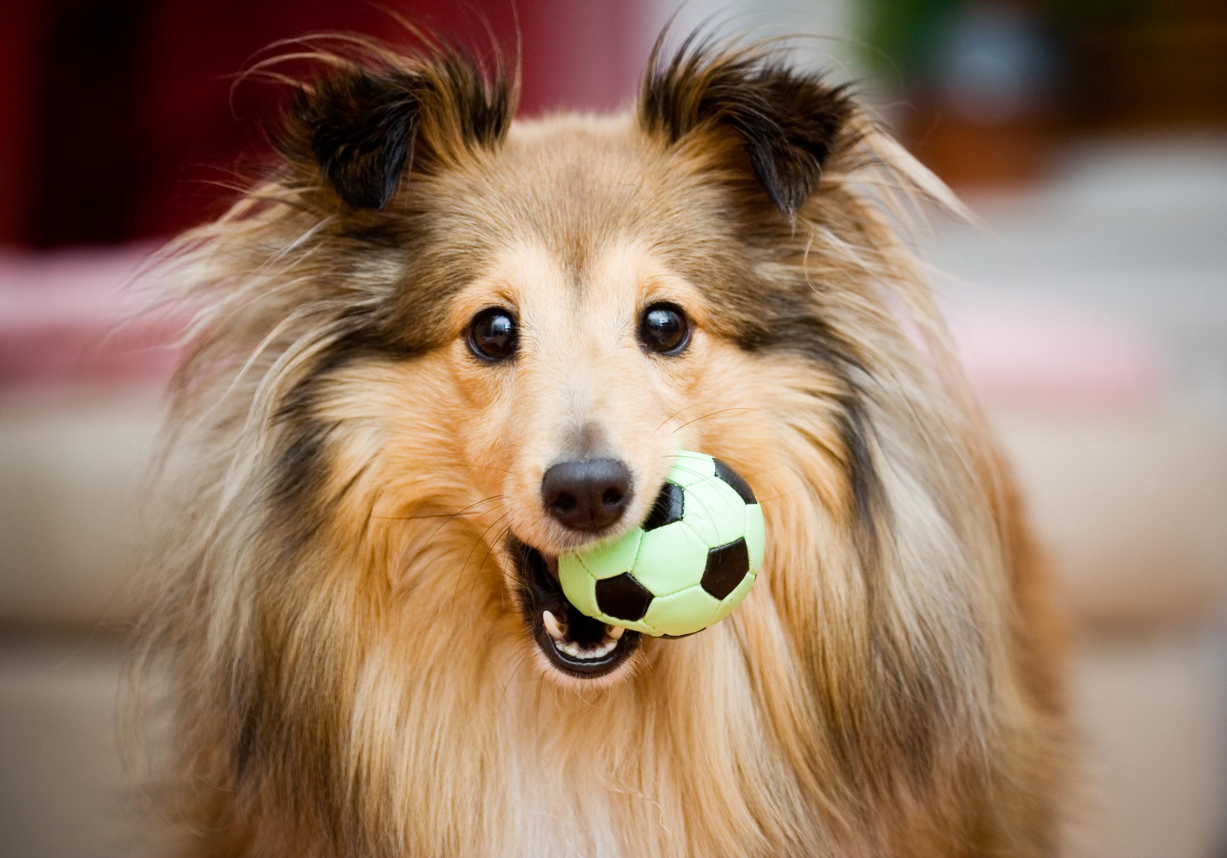 Collie with Mini Soccer Ball in Mouth