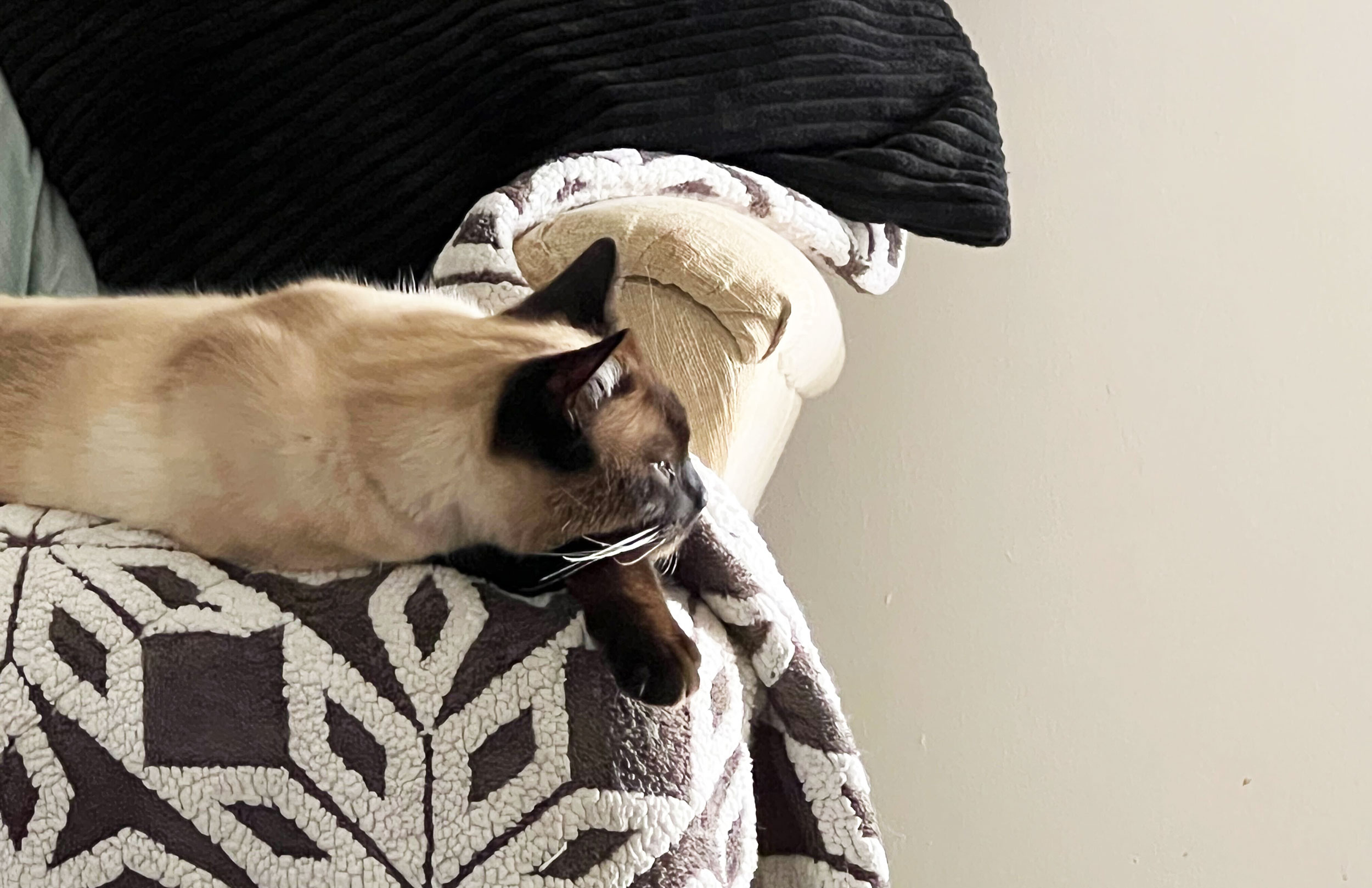 Siamese Cat on Chair