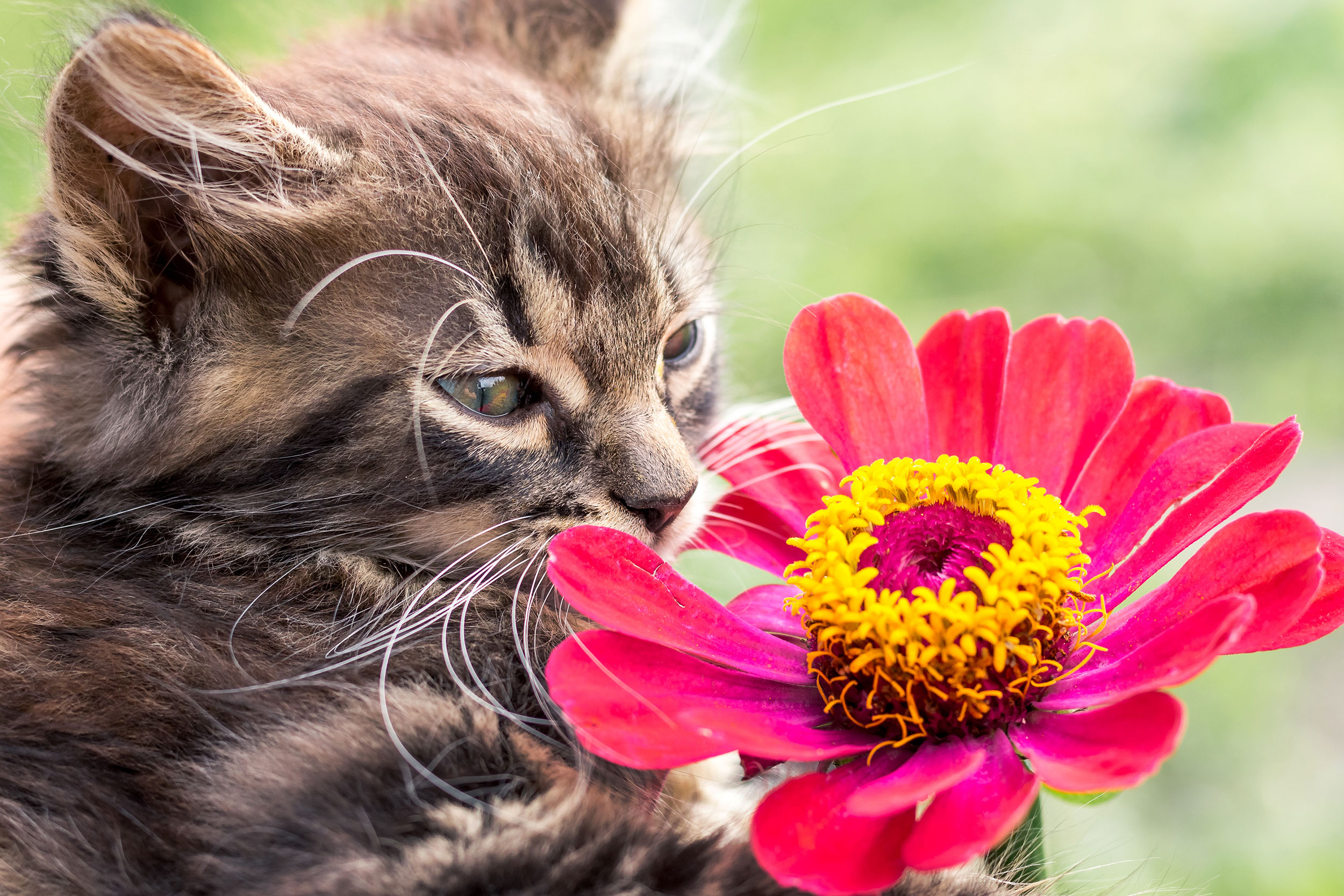 Brown Cat Sniffing Flower Outside