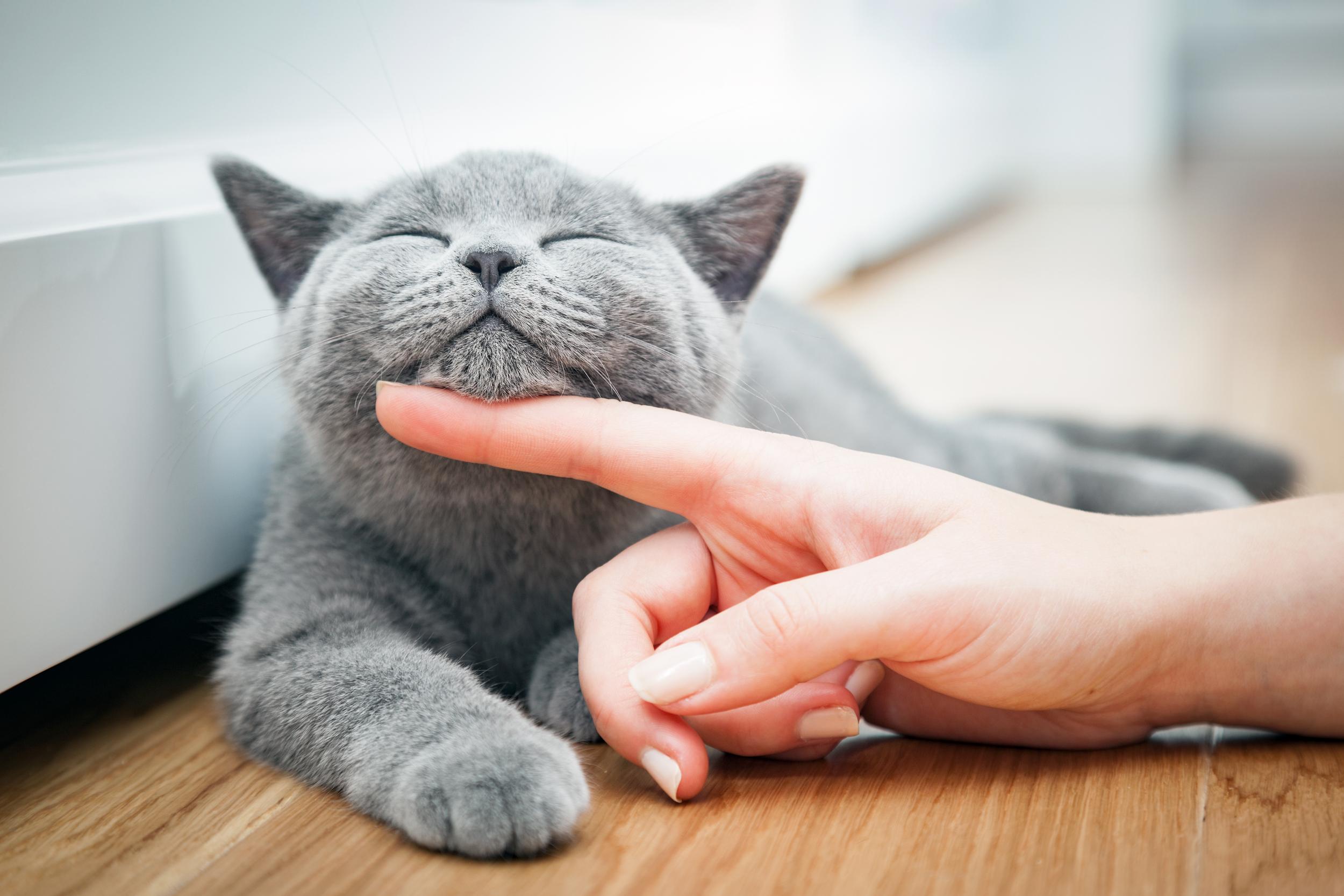 Grey Cat Getting Chin Rubs