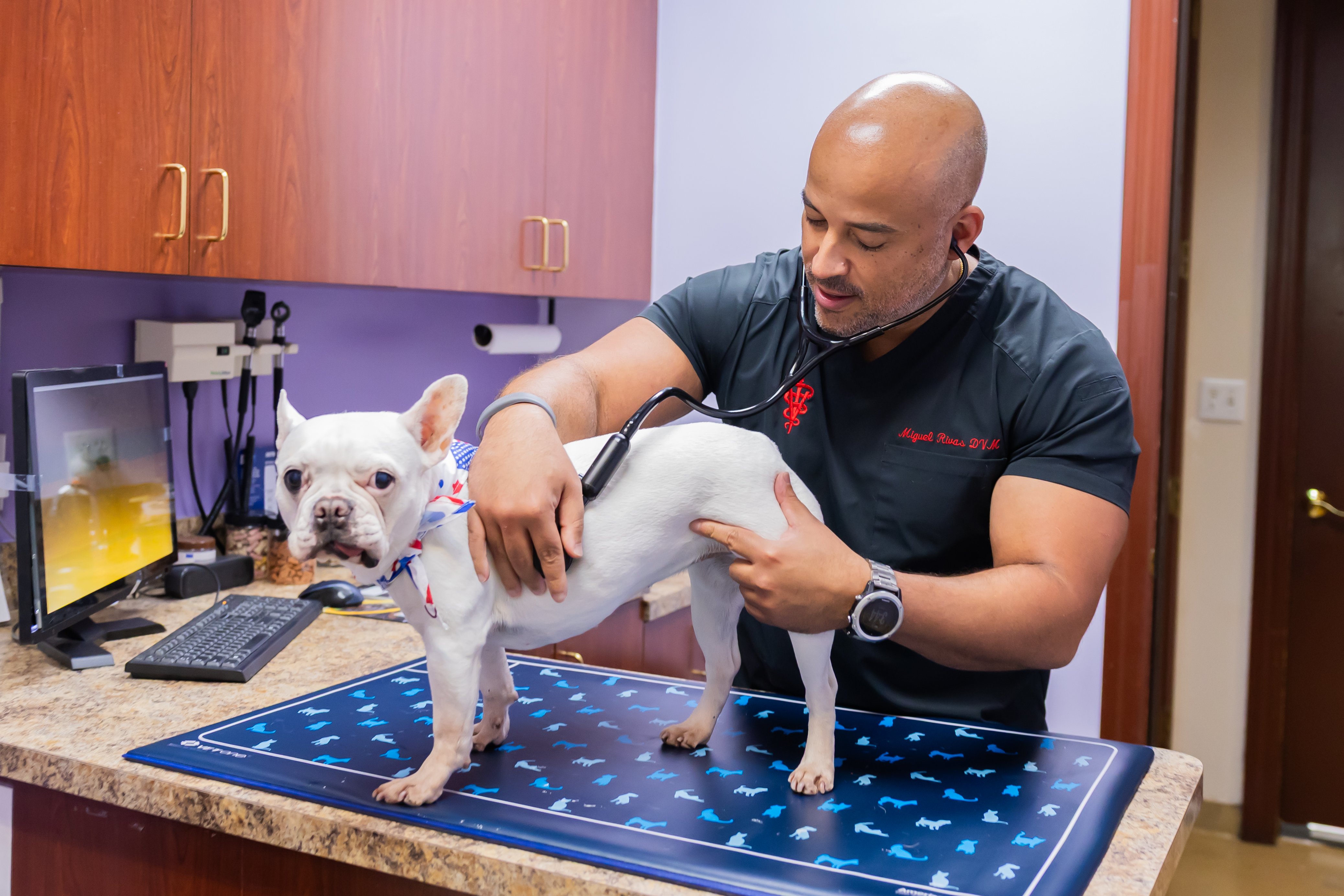Doctor examining dog