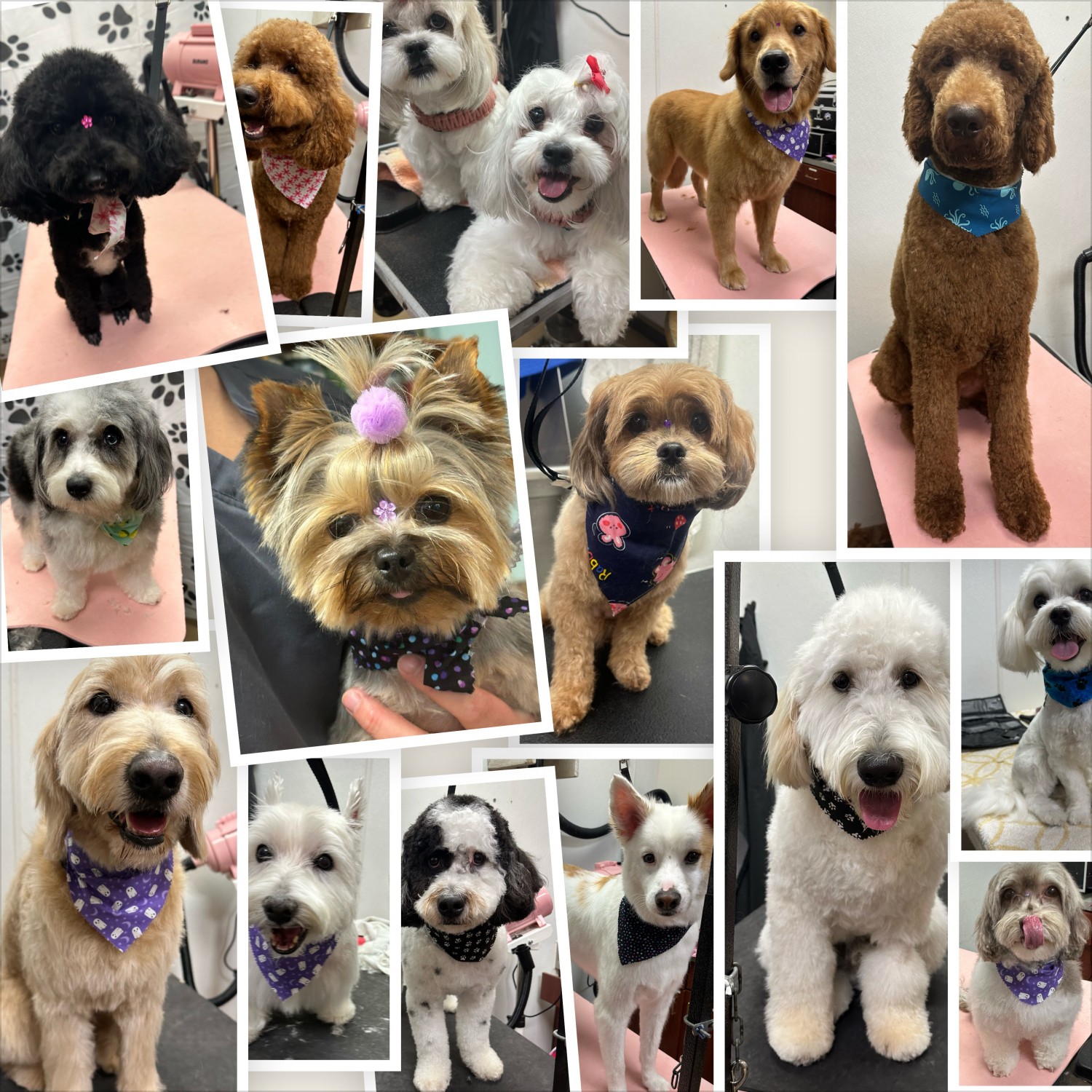 Grooming Collage