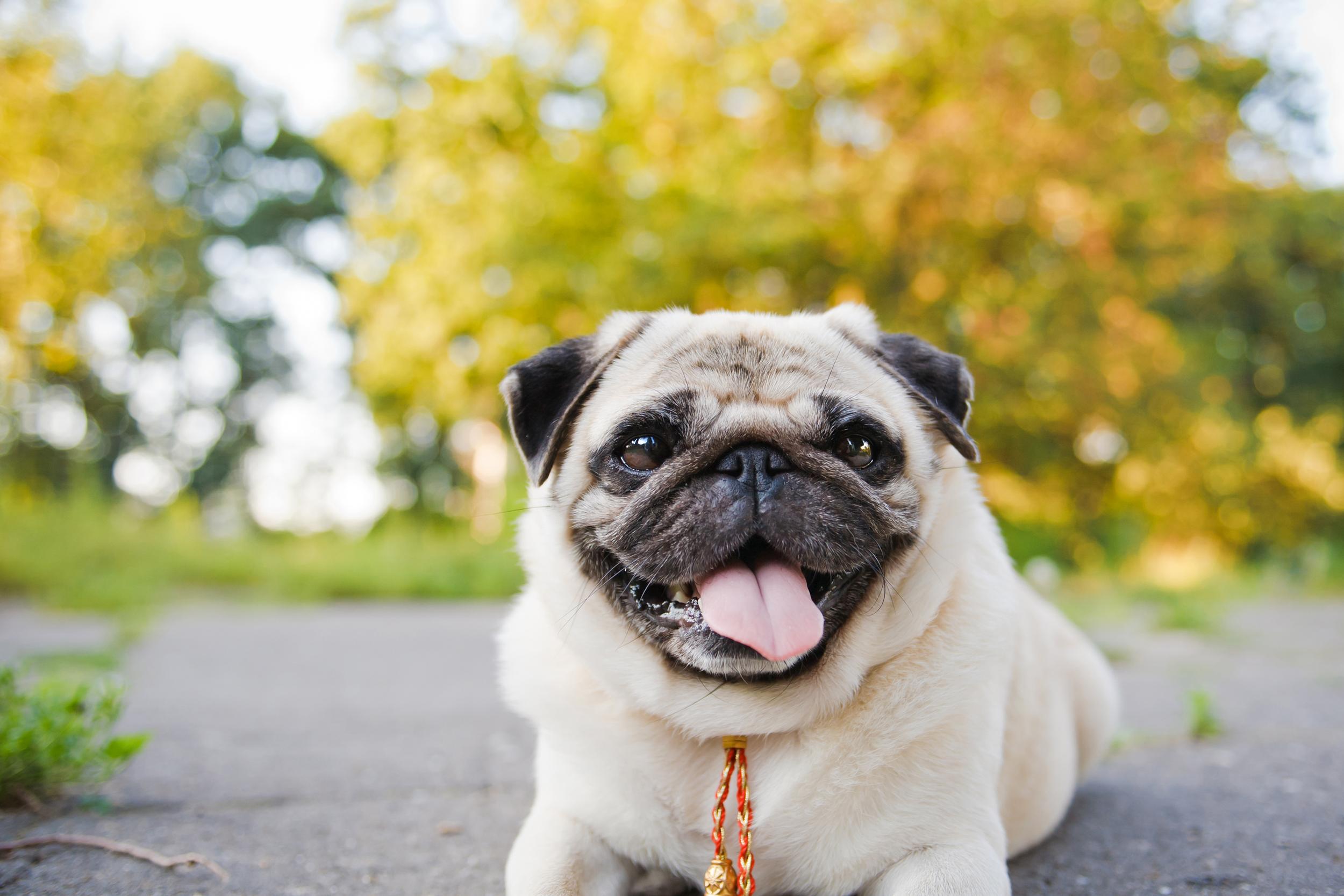 Pug with Tongue Out Laying Outside with Fall Trees