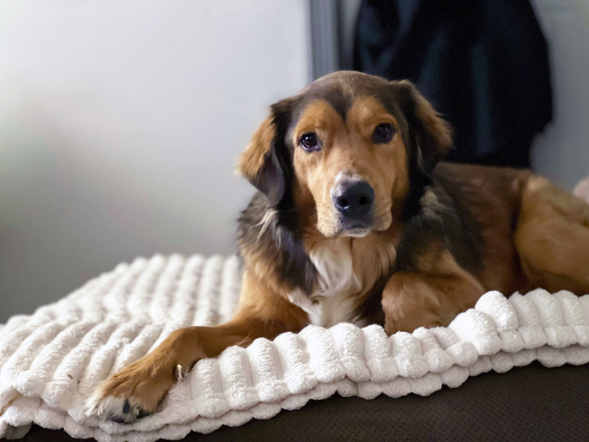Brown Dog on Couch