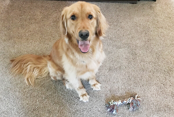 Happy Golden Retriever