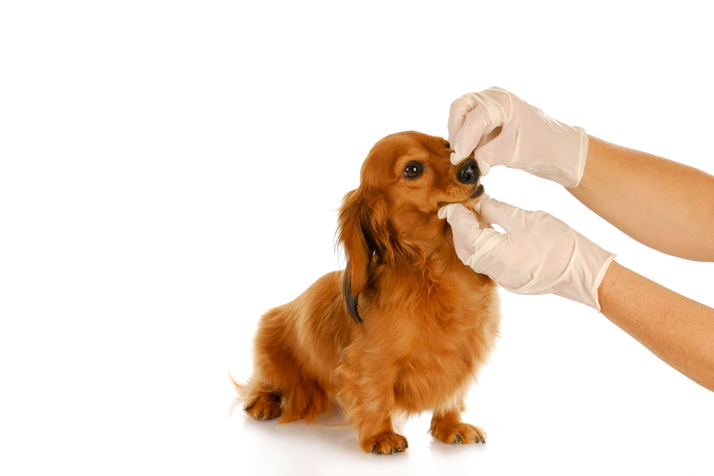 Dog Getting Dental Exam