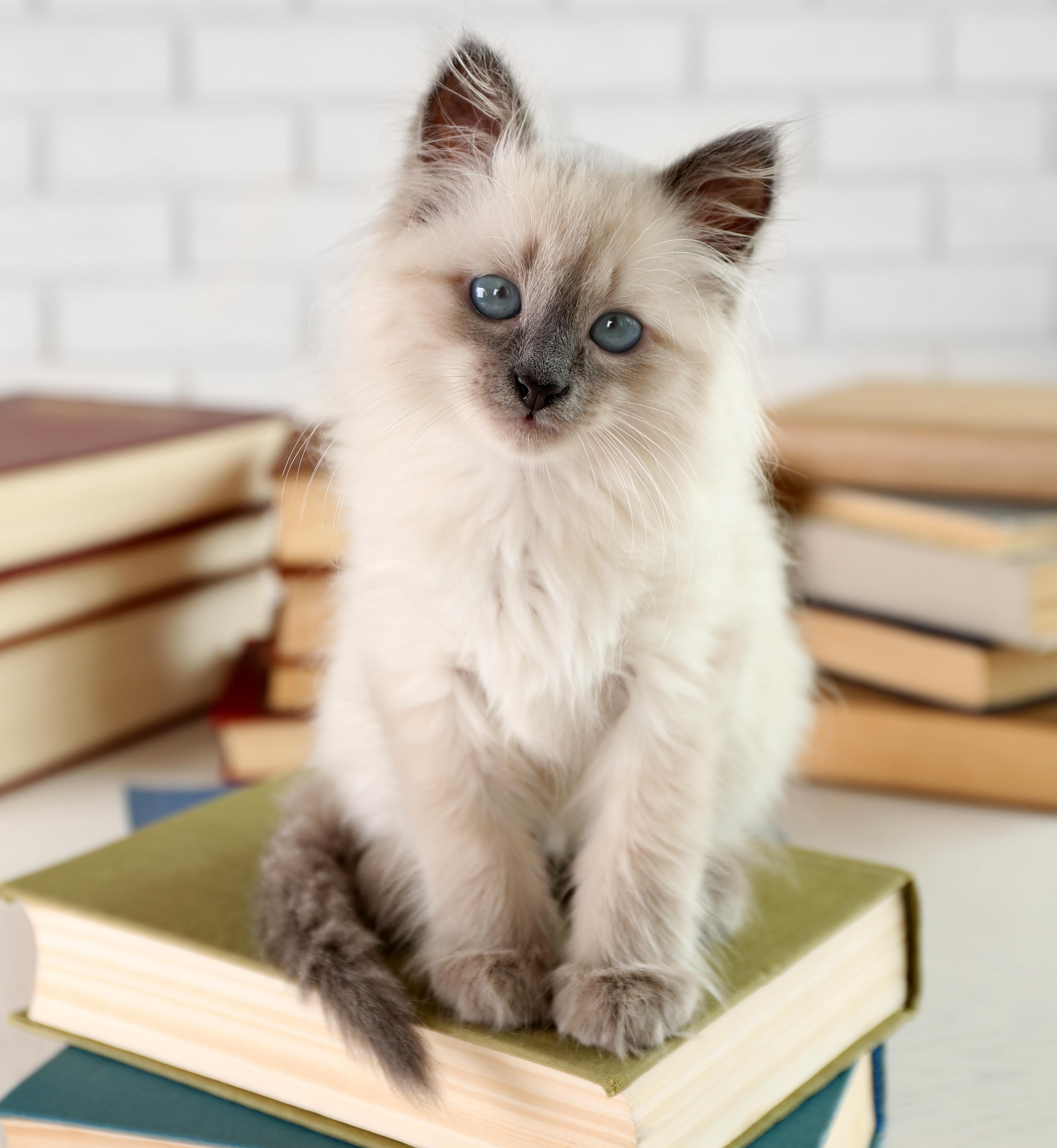 Cat Sitting on Books