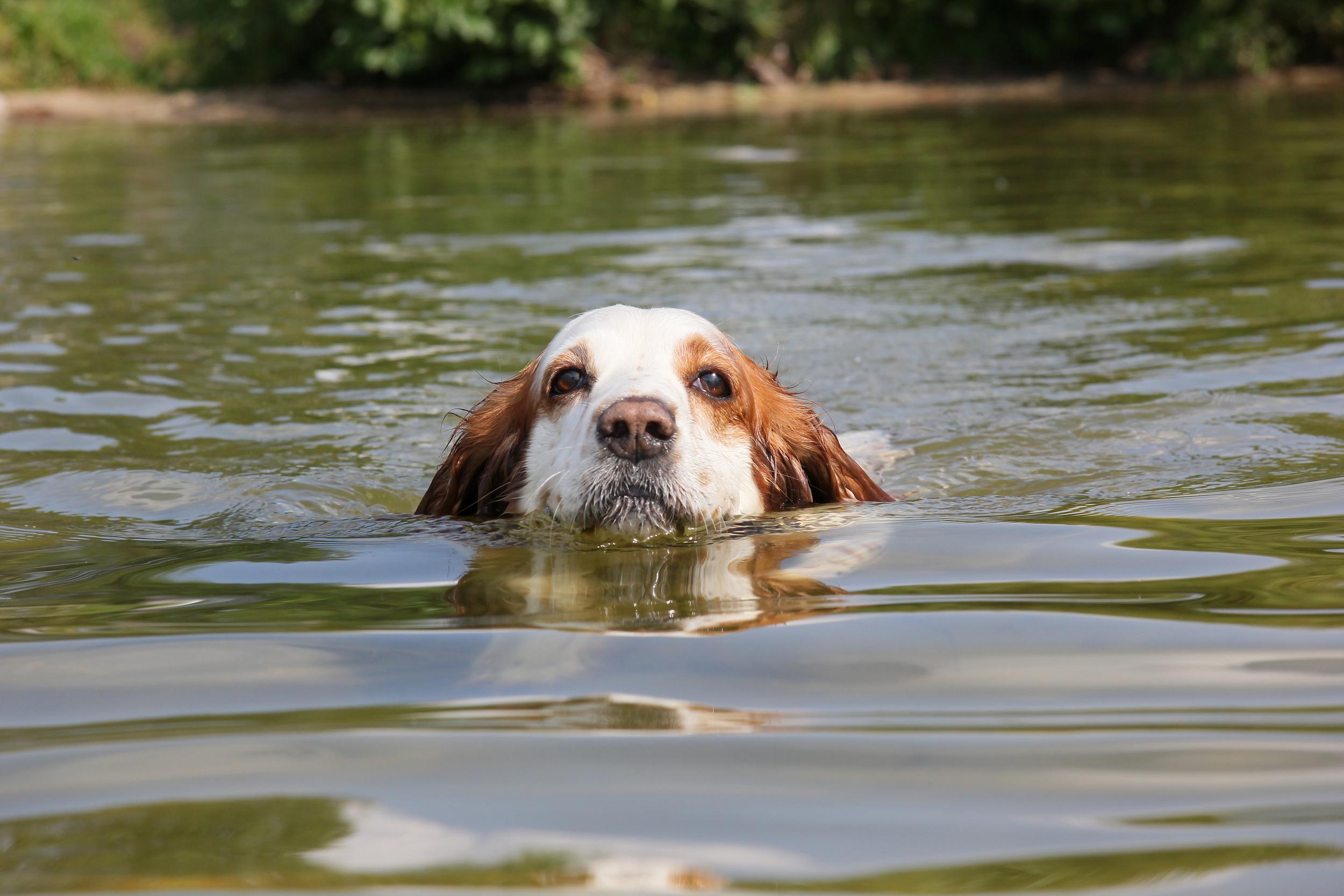 Swimming Dog