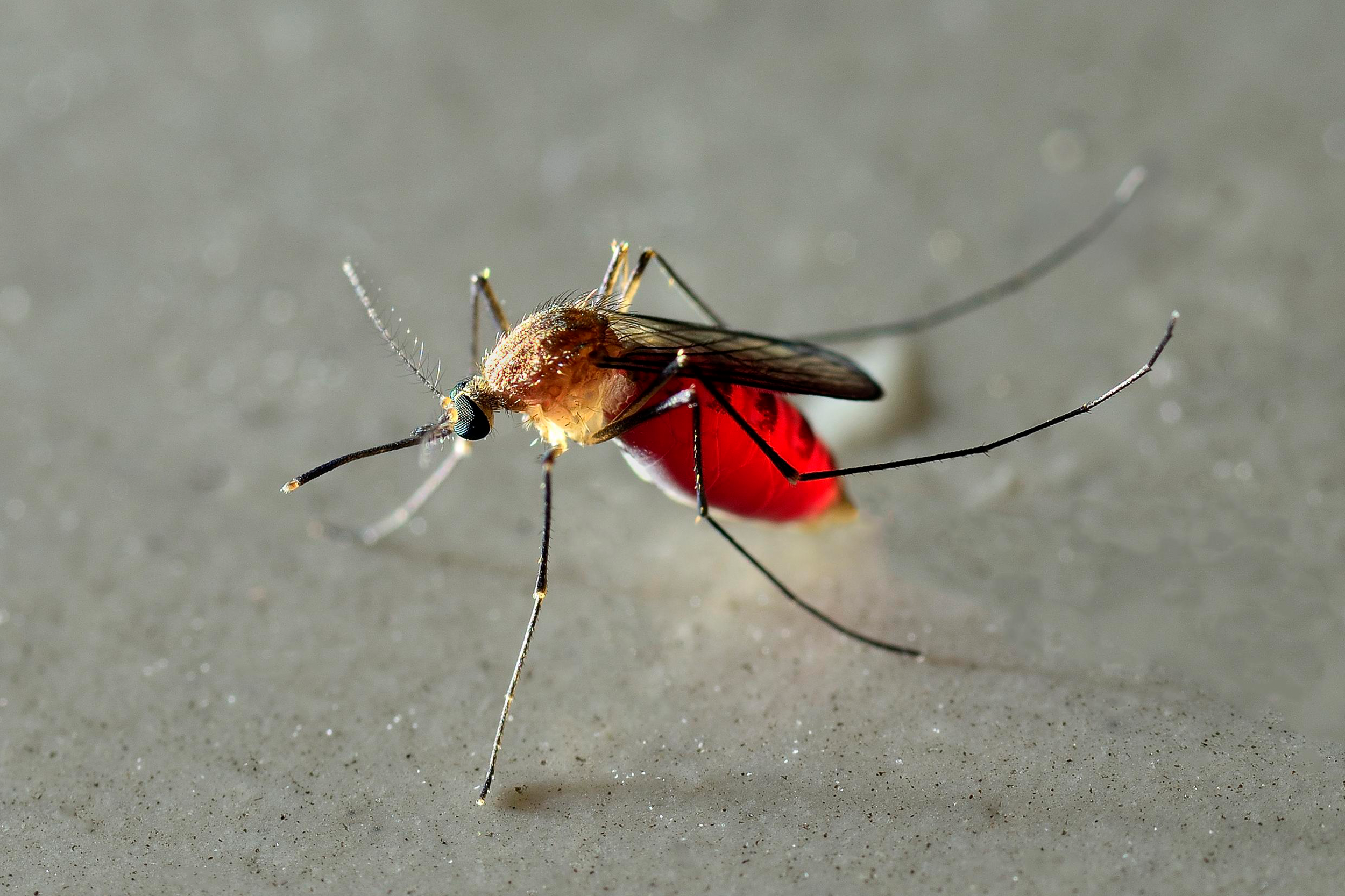 Mosquito