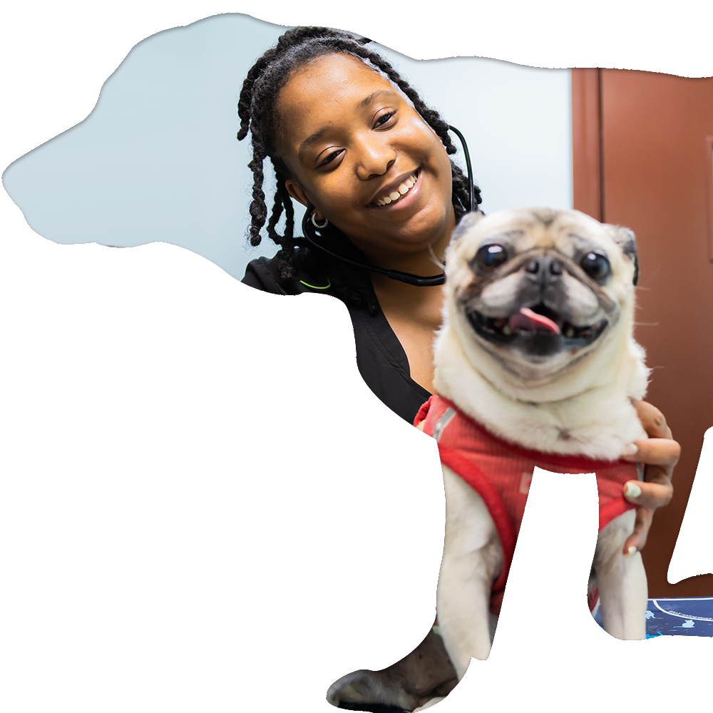 Staff Holding Dog