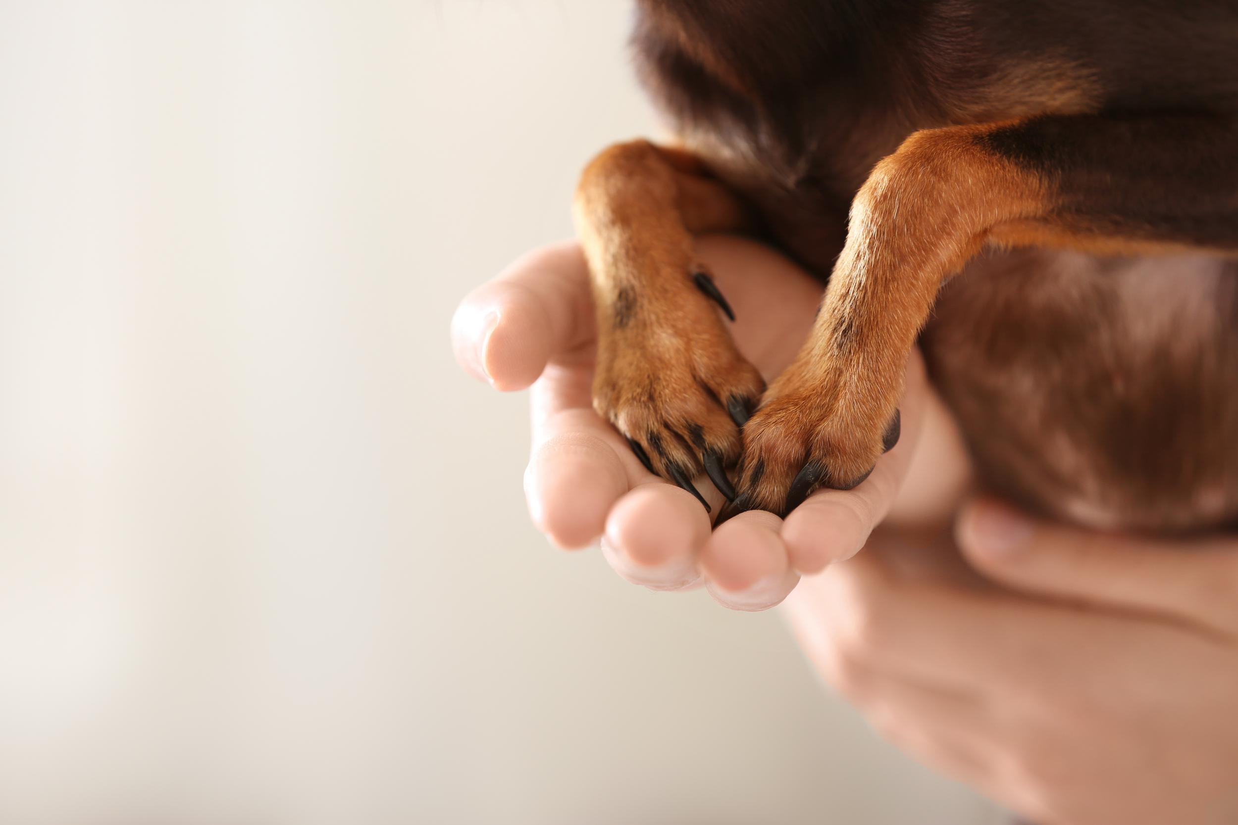 Dog Paws in Persons Hand