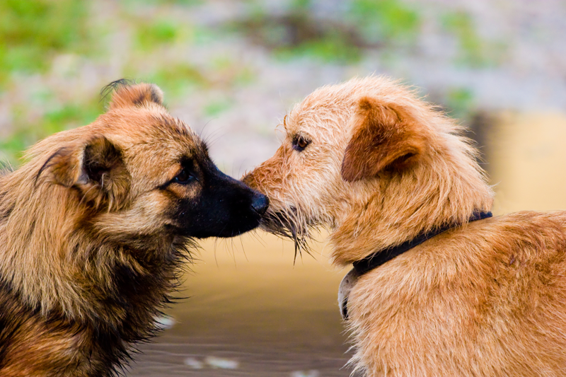 Kissing dogs