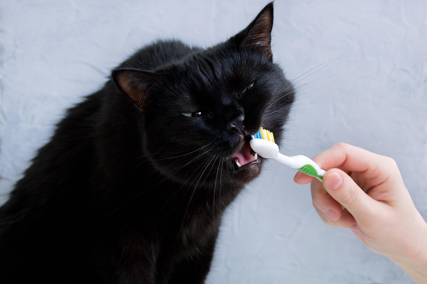 feline dental