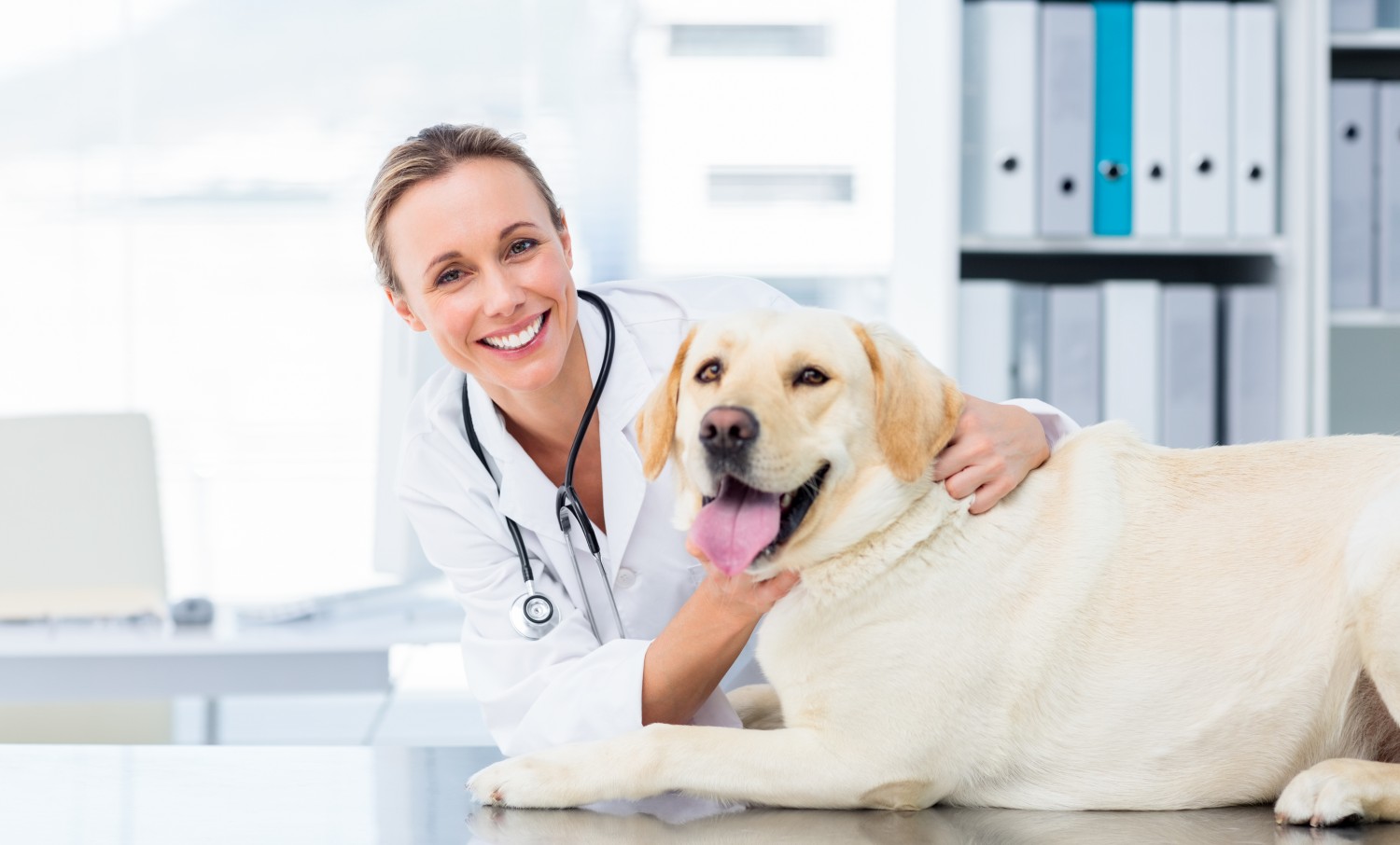 vet and dog