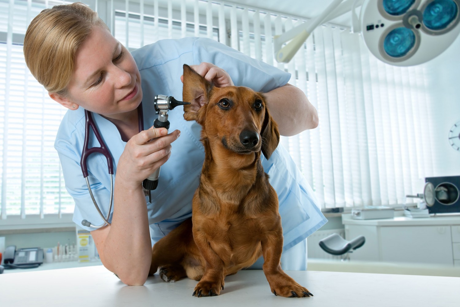 vet and pet