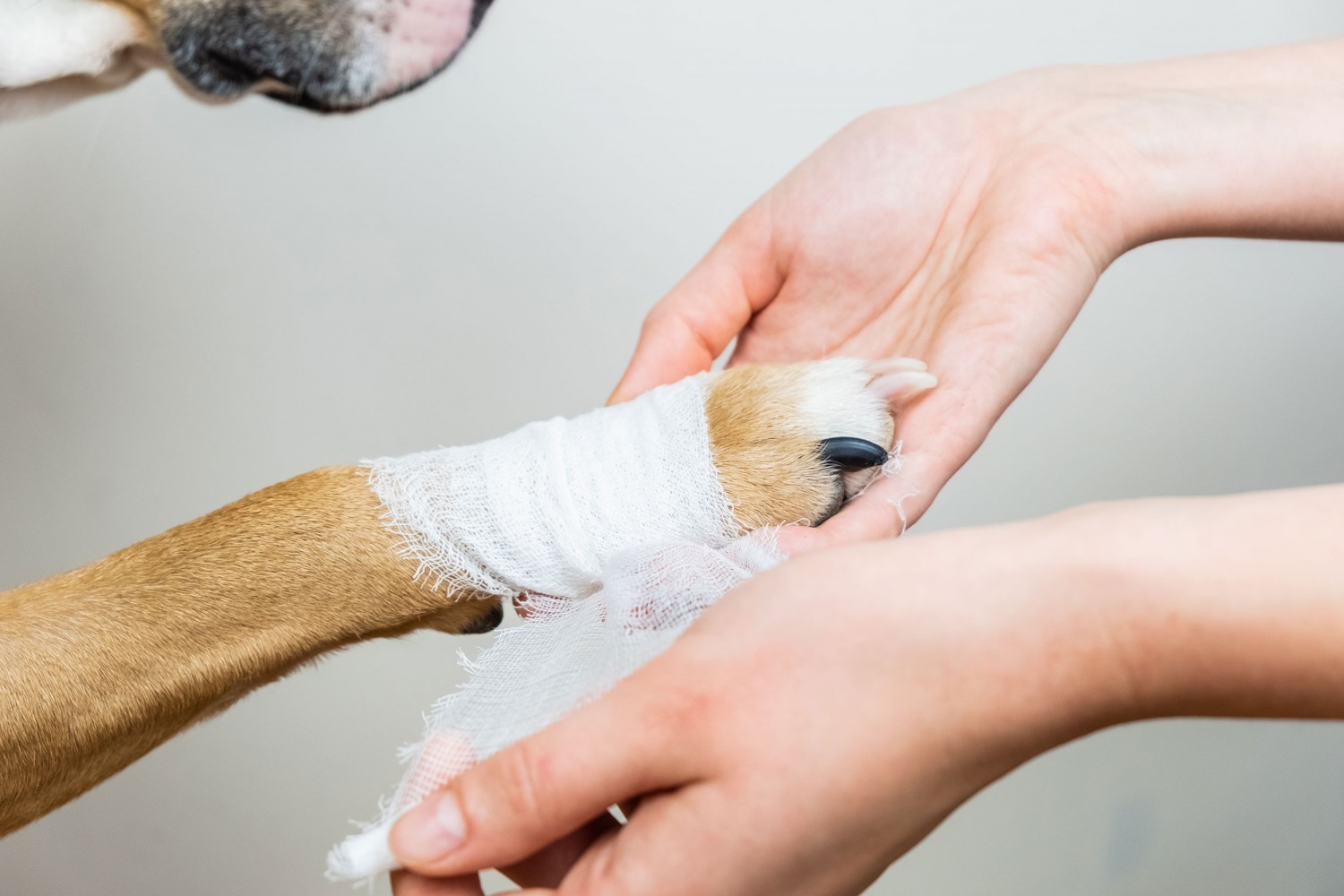 bandaged paw